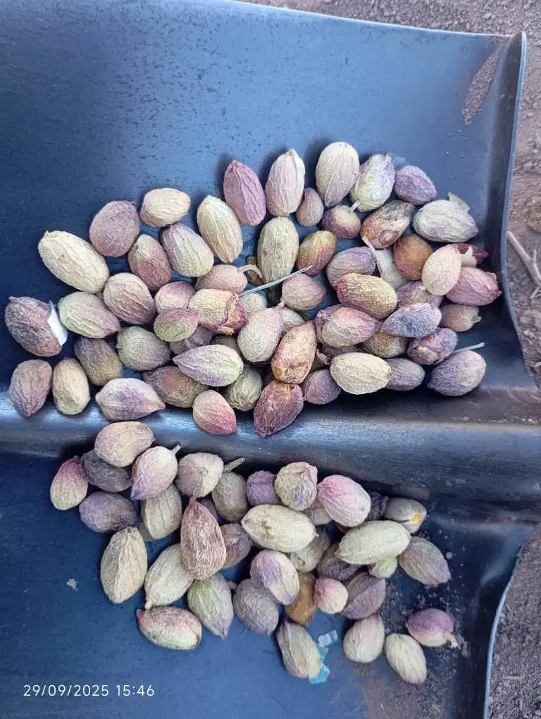 خرید پسته پوک وگو و نخودی روآبی|خدمات باغبانی و درختکاری|رفسنجان, |دیوار