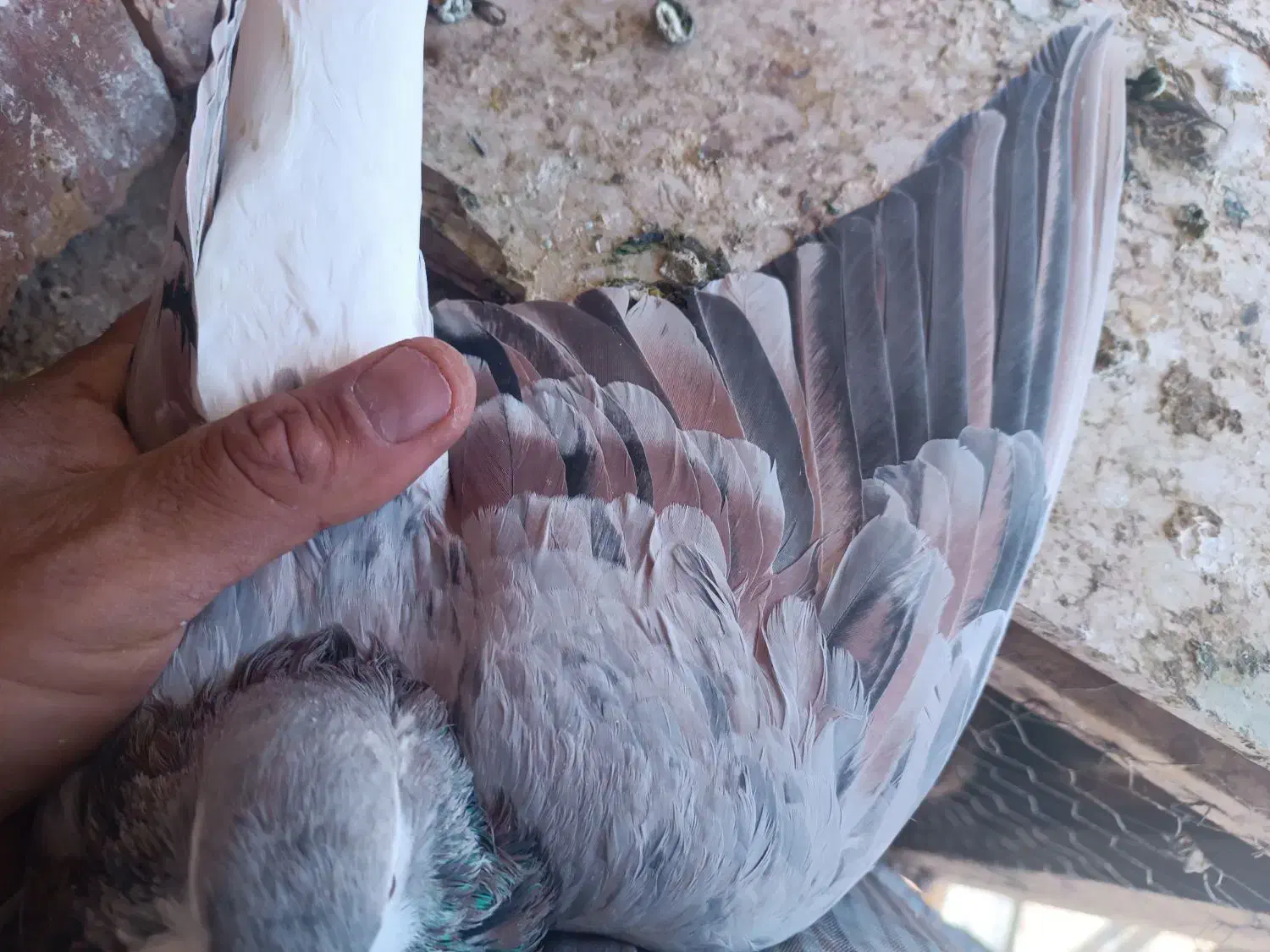 کبوتر شهری ونقره ای نر|پرنده|مرودشت, مختارآباد|دیوار