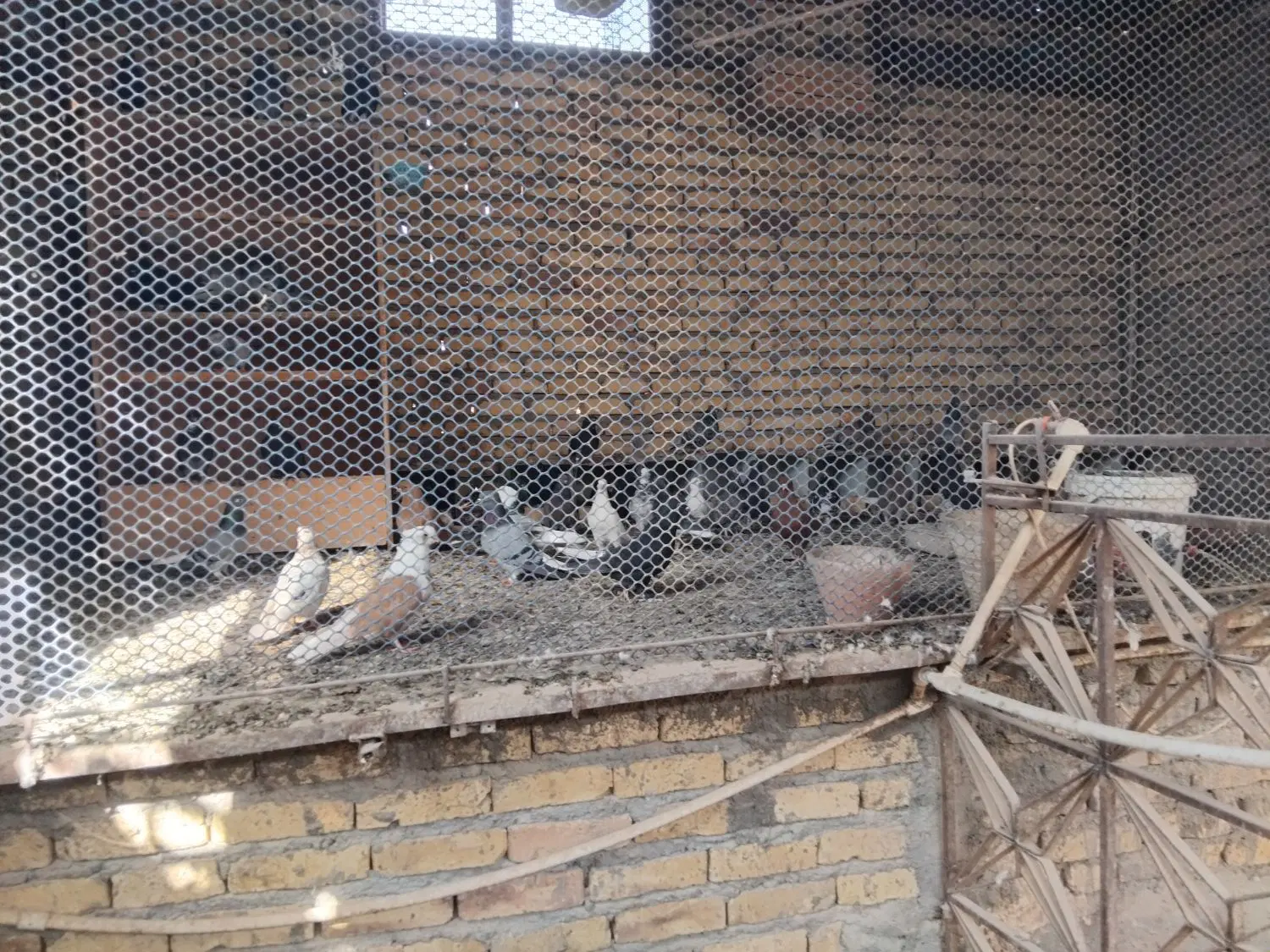 اردک|حیوانات مزرعه|اردکان, |دیوار