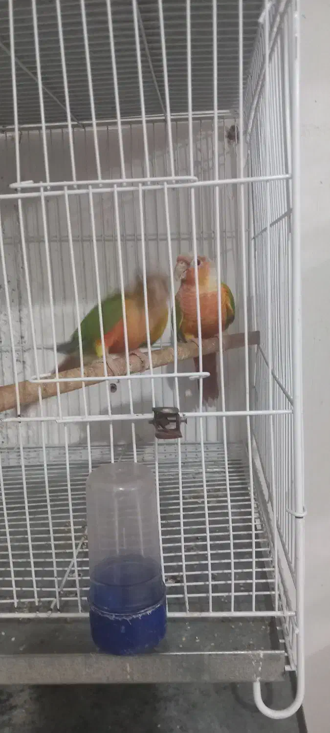 فروش گرینجیک  اناناسی رد. و دبل رد|پرنده|بجنورد, |دیوار