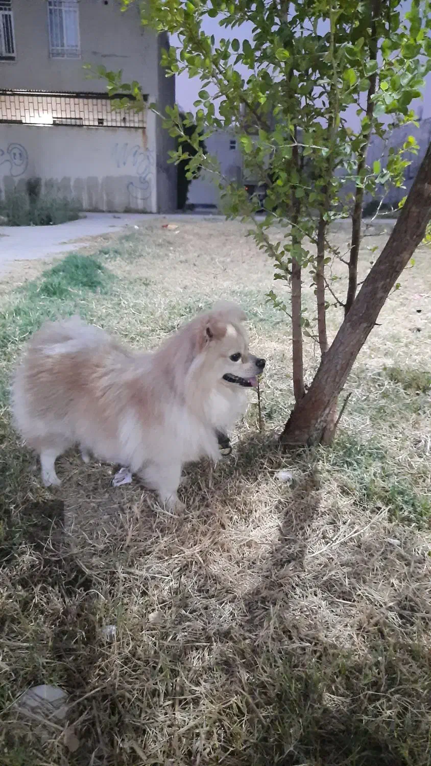 سگ خارجی پامرین|سگ|بندر ماهشهر, |دیوار