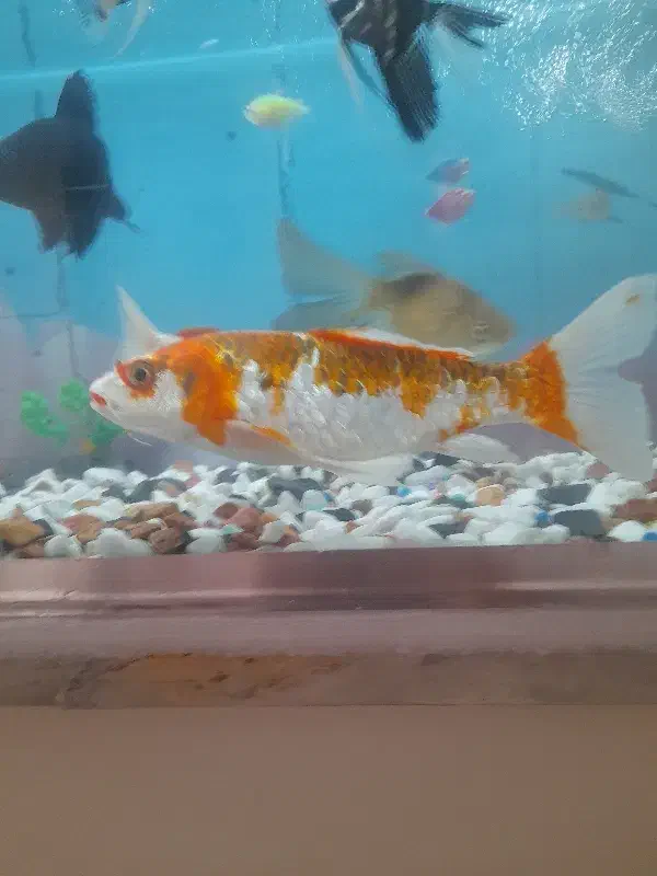 ماهی|ماهی|تهران, مشیریه|دیوار