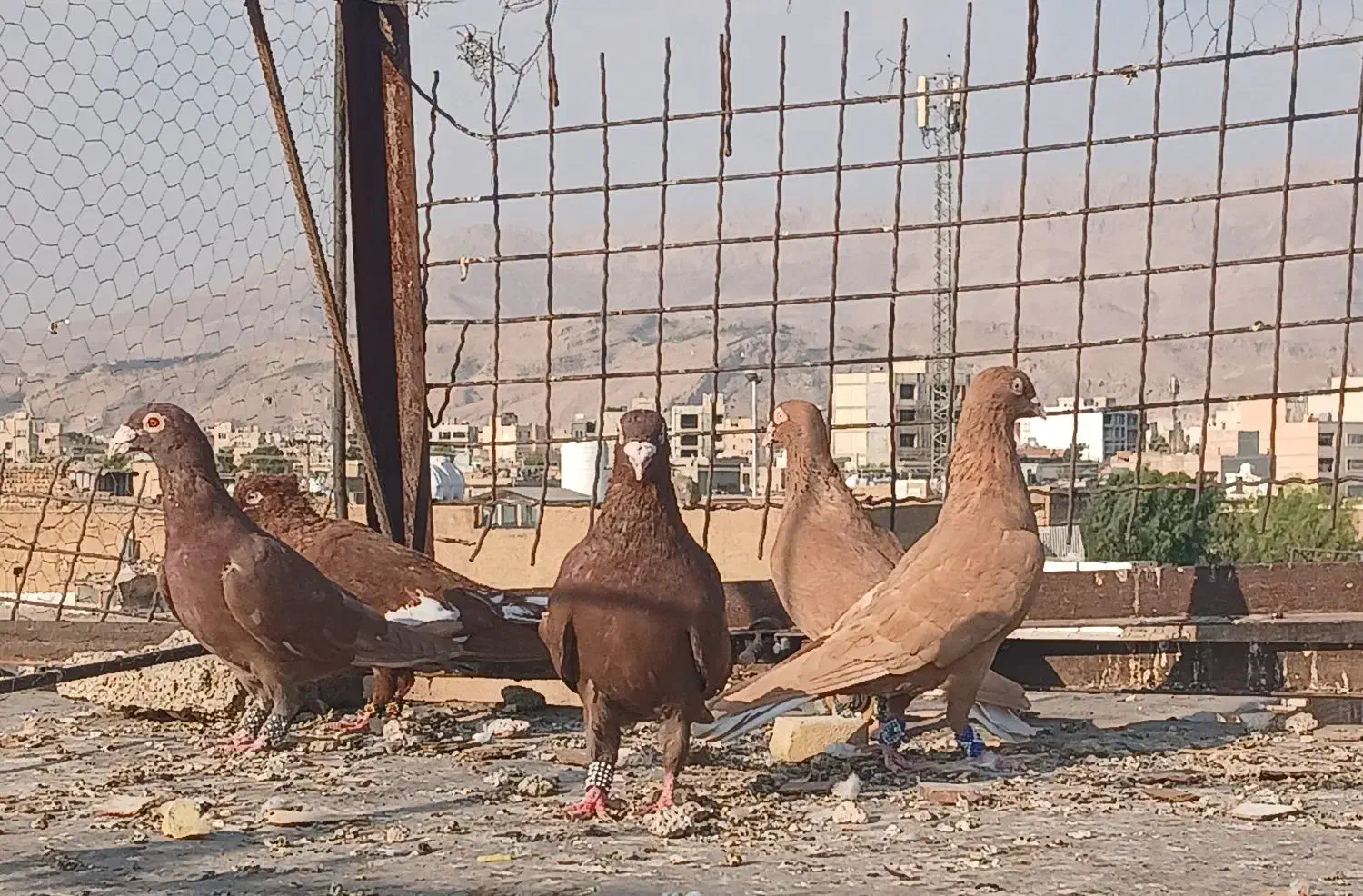 کفتر رنگی سرخ|پرنده|شیراز, شیخ علی چوپان|دیوار