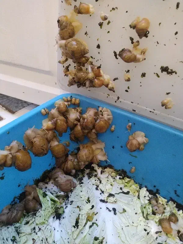 حلزون|خزنده|همدان, |دیوار