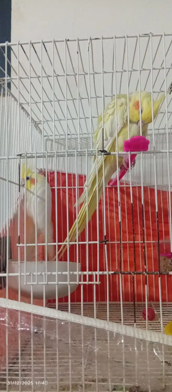 عروس هلندی|پرنده|شیروان (خراسان), |دیوار