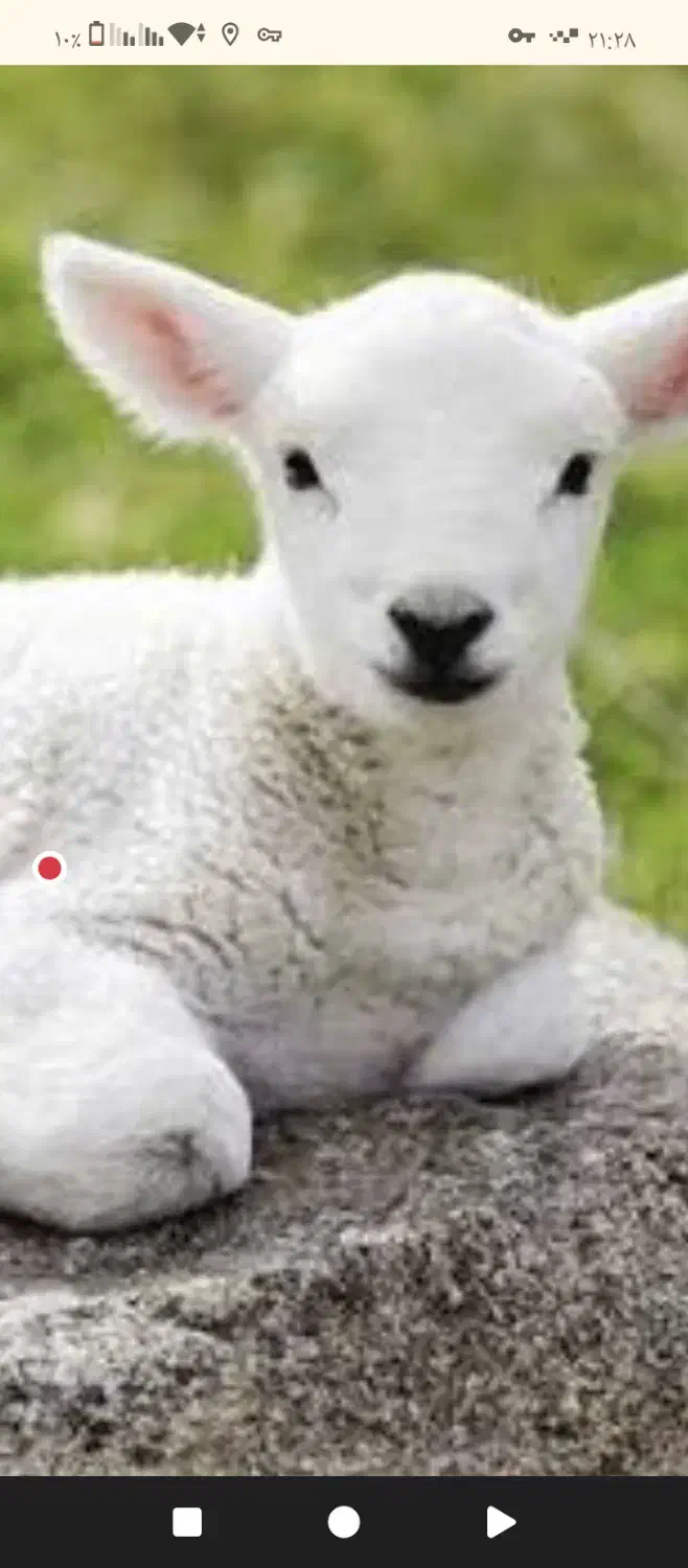 سود پروار بره چقدره|حیوانات مزرعه|فراغی, |دیوار