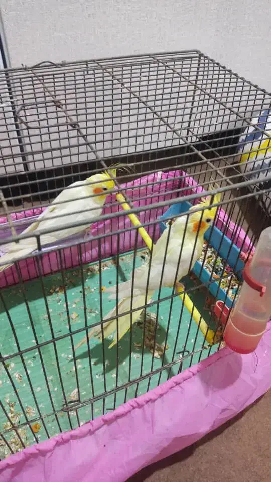 چند جفت عروس پاریس|پرنده|بندر ماهشهر, |دیوار