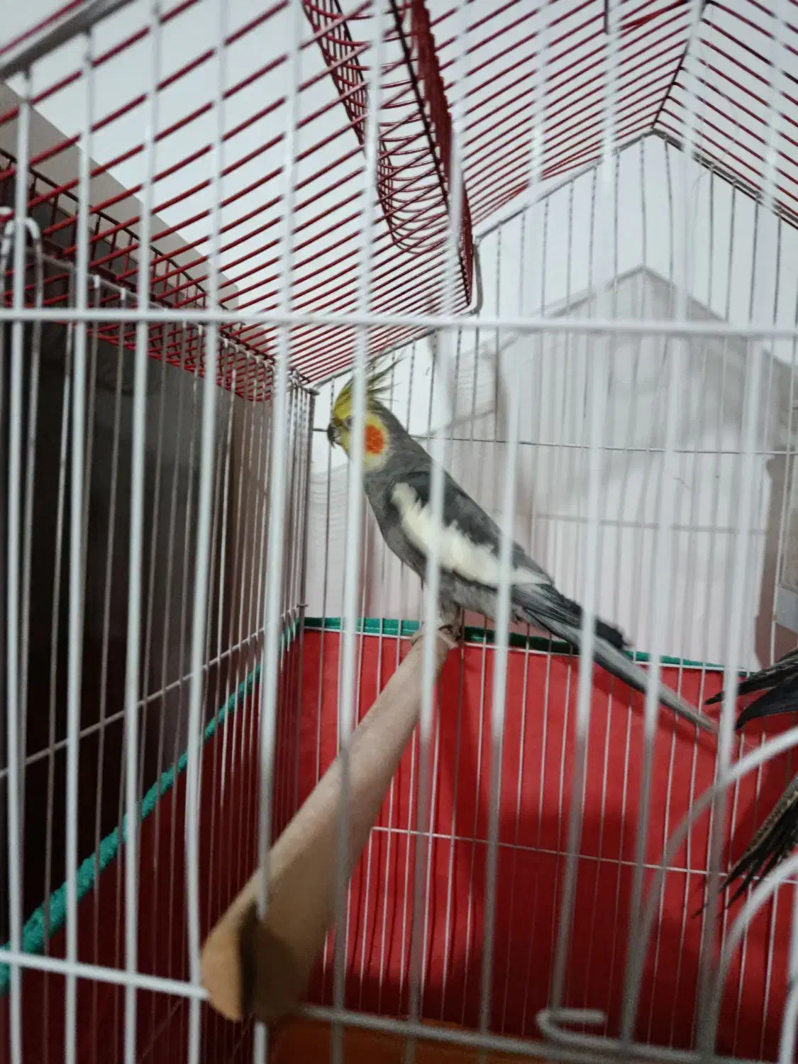 عروس هلندی نر|پرنده|کرمانشاه, |دیوار