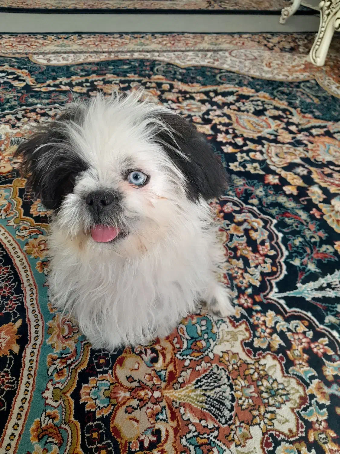 حیوان خانگی|سگ|خرمآباد, |دیوار