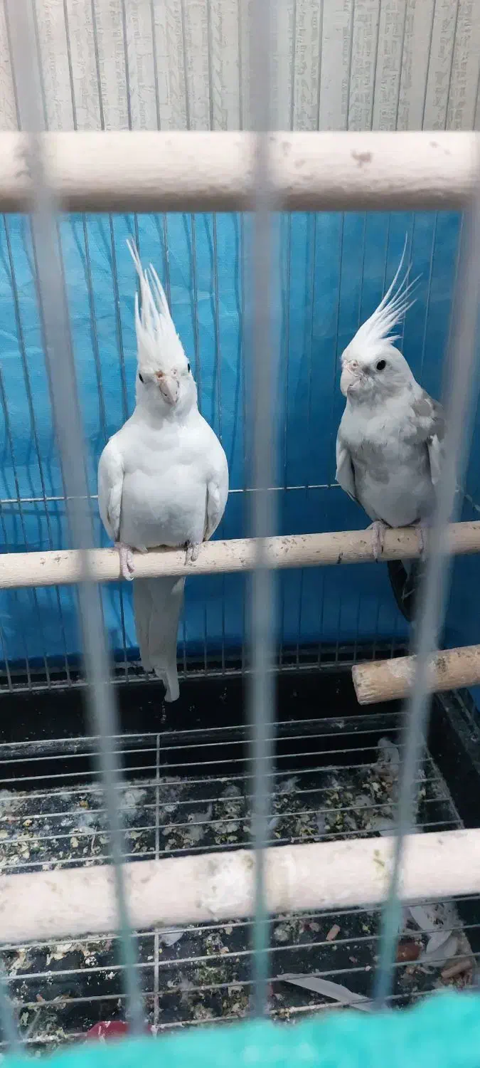 جفت ملدکارداده ضمانتی آلبینو|پرنده|یزد, |دیوار