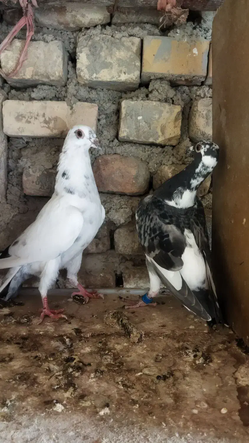 کبوتر آلمانی جوانه|پرنده|آزادشهر, |دیوار