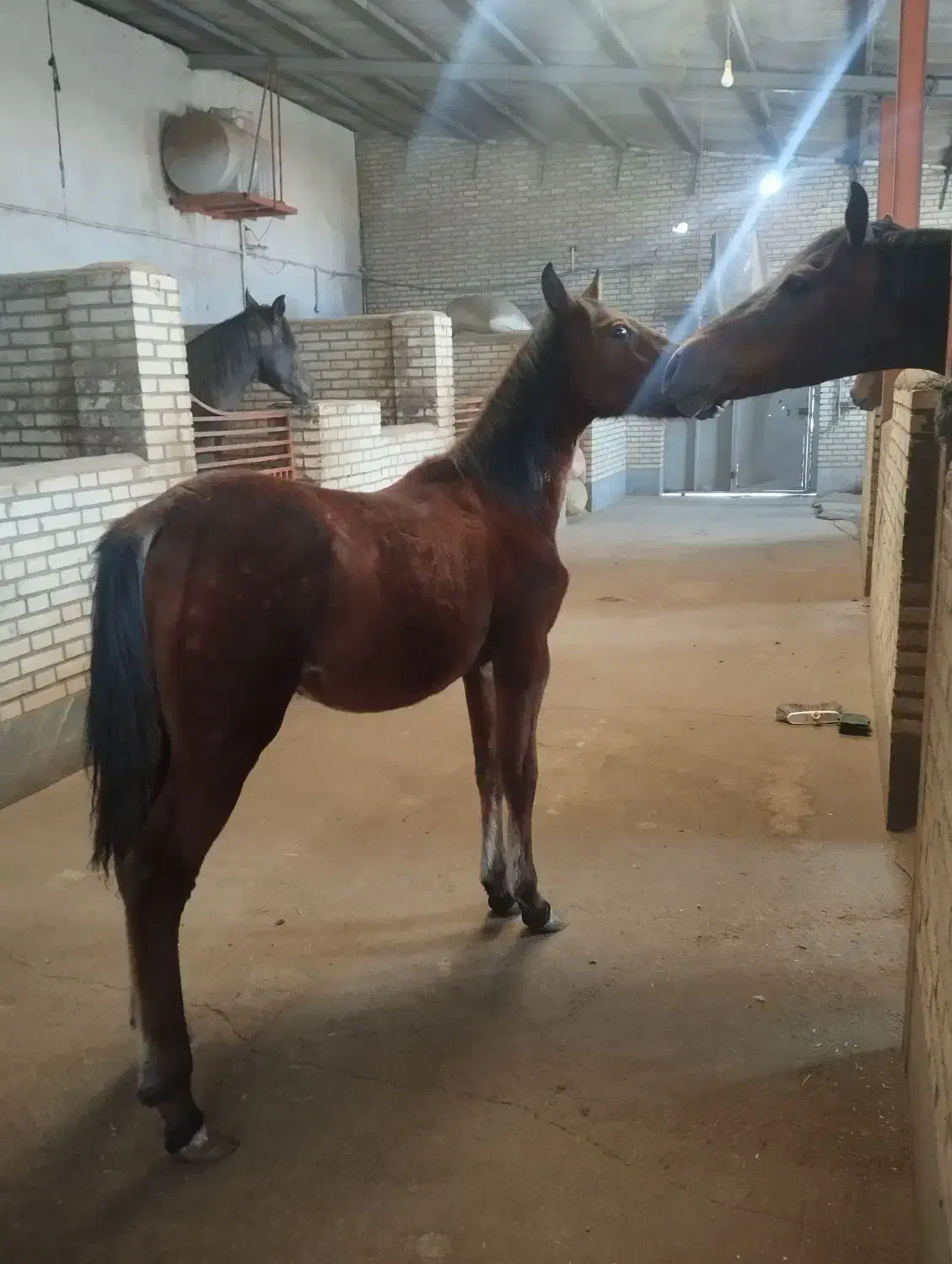 اسب کره نریان کرد|اسب و تجهیزات اسب‌سواری|خسروشاه, |دیوار