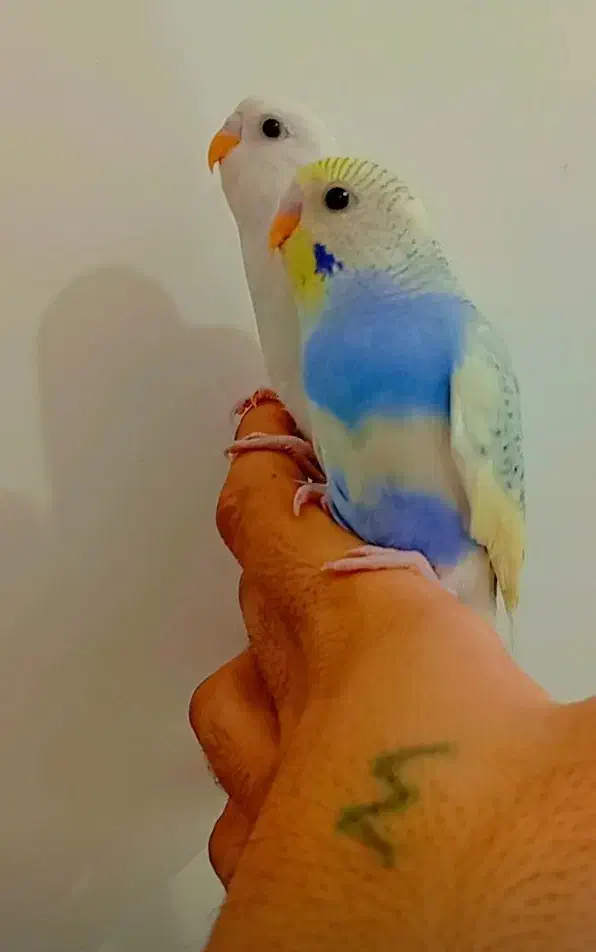 مرغ عشق دستی فول رام روانسر|پرنده|روانسر, |دیوار