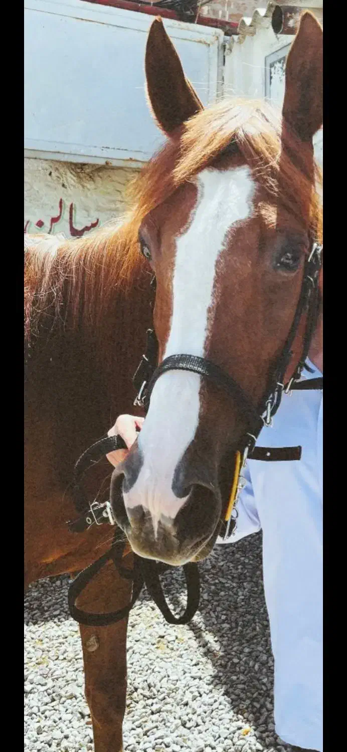 اسب|اسب و تجهیزات اسبسواری|مراغه, |دیوار