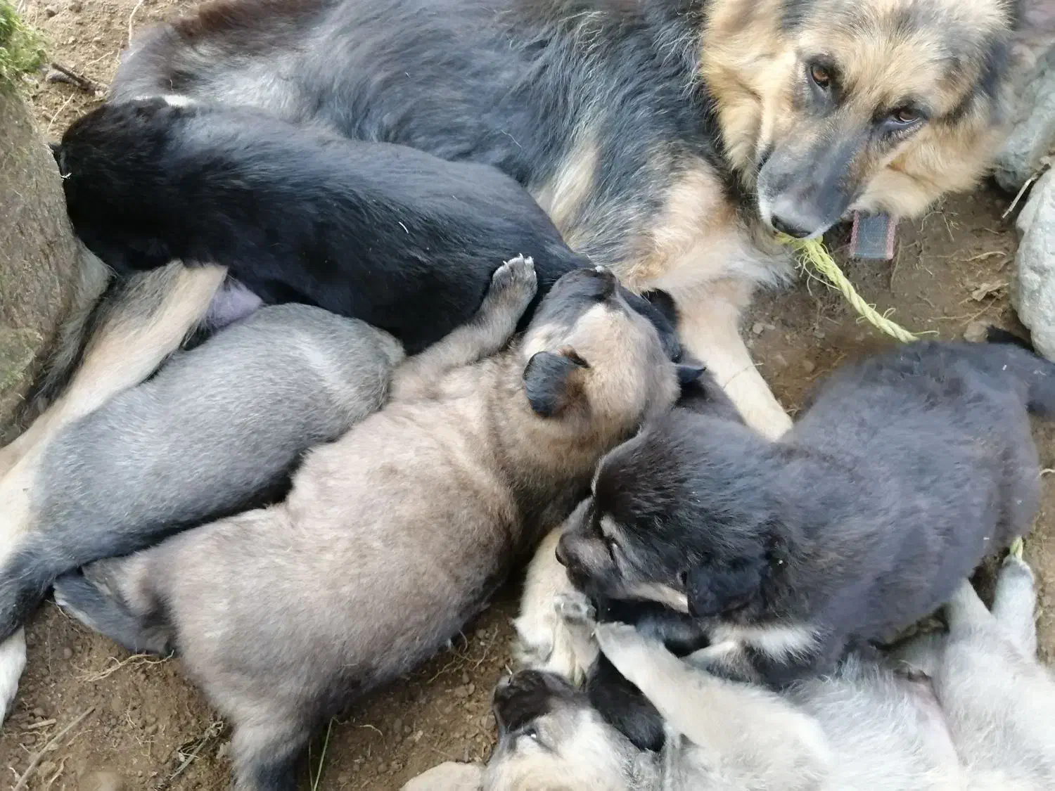 توله ژرمن ورک|سگ|چابکسر, |دیوار