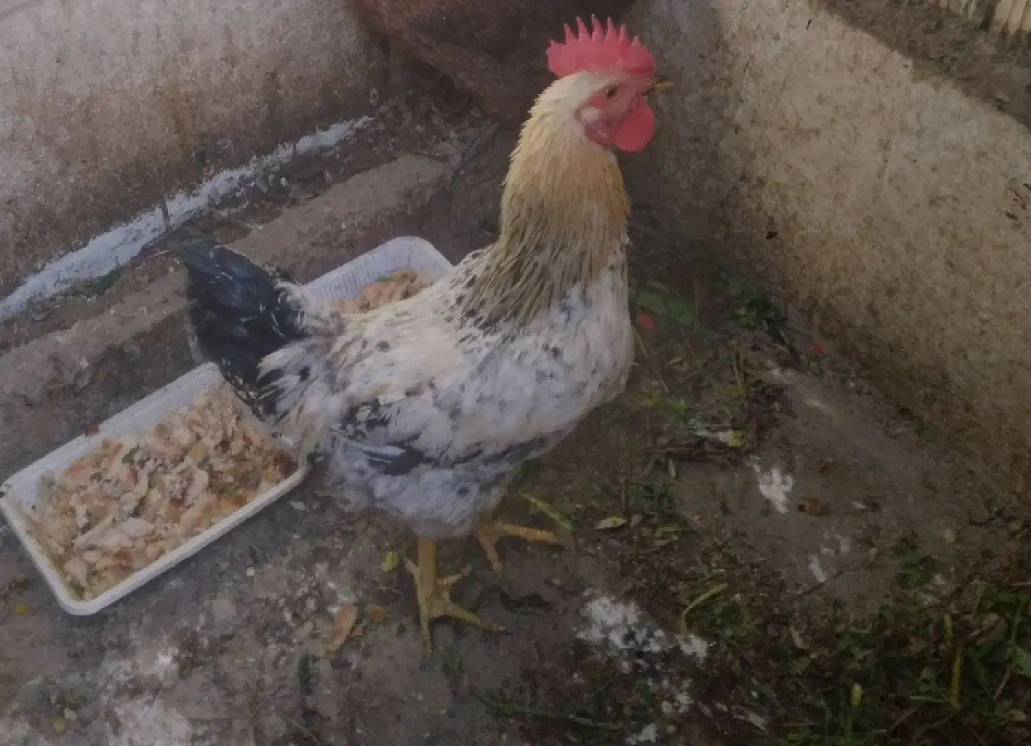 سلام خروس محلی|حیوانات مزرعه|محمدشهر, شهرک پیام (مهرالبرز)|دیوار