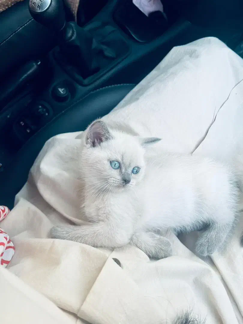 واگذاری گربه بریتیش|گربه|مشهد, ادیب نیشابوری (شهرک غرب)|دیوار