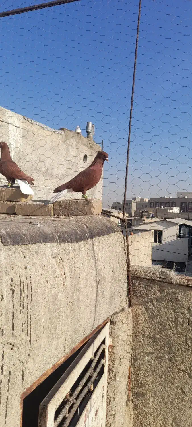 کفتر|پرنده|اقبالیه, |دیوار