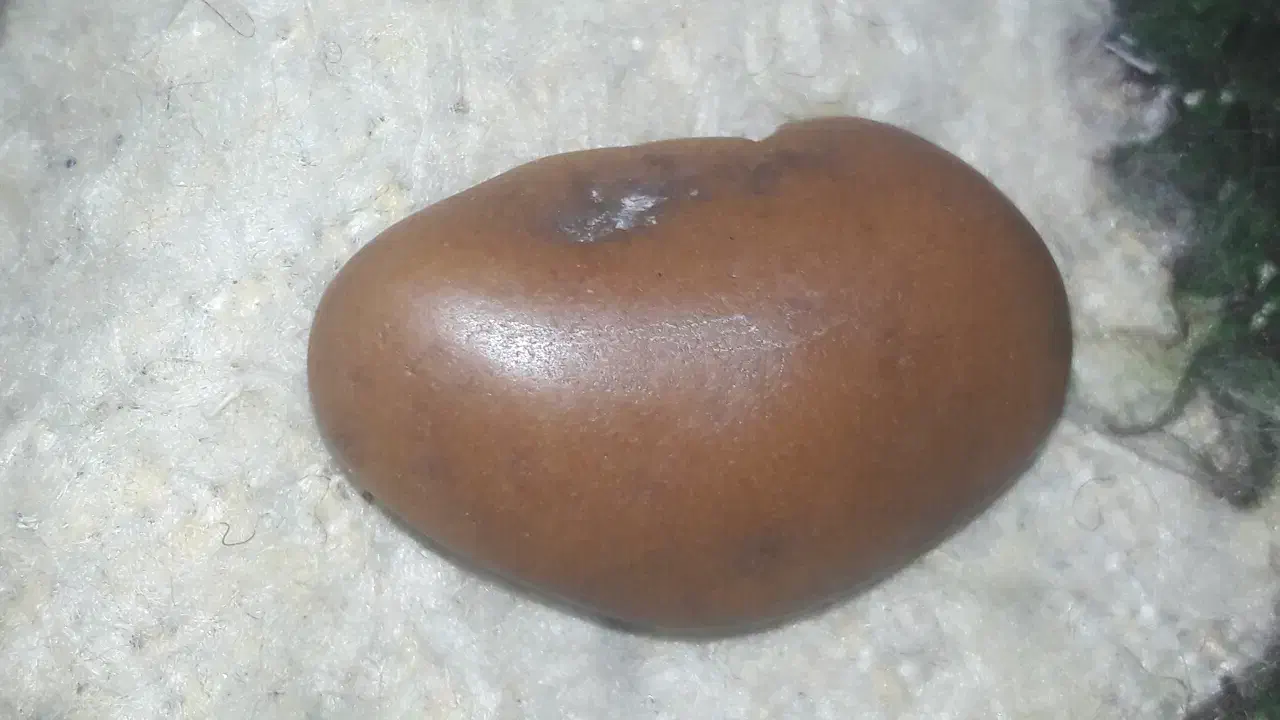 سنگ راف یاقوت|جواهرات|تبریز, |دیوار