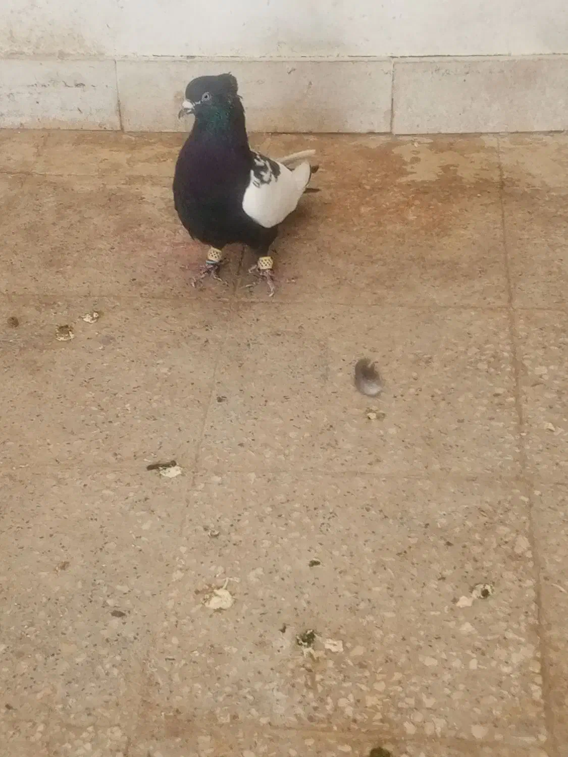 کفتر سینه|پرنده|شیراز, تندگویان|دیوار