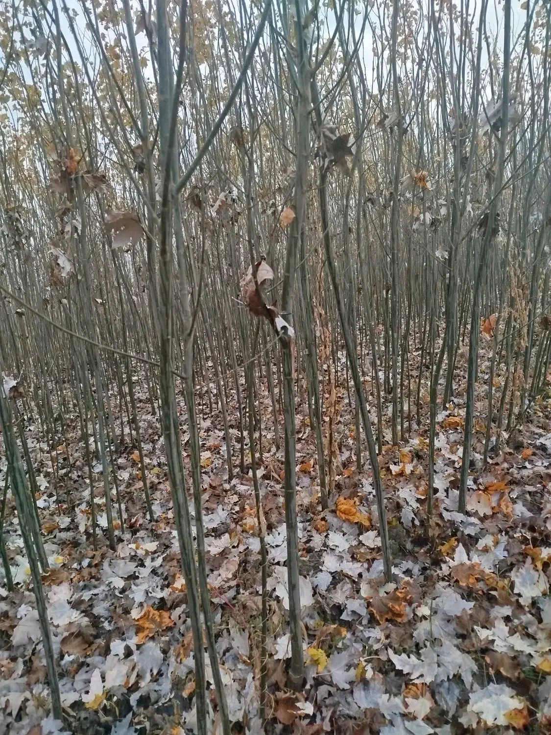نهالستان کاظمی|خدمات باغبانی و درختکاری|سلماس, |دیوار