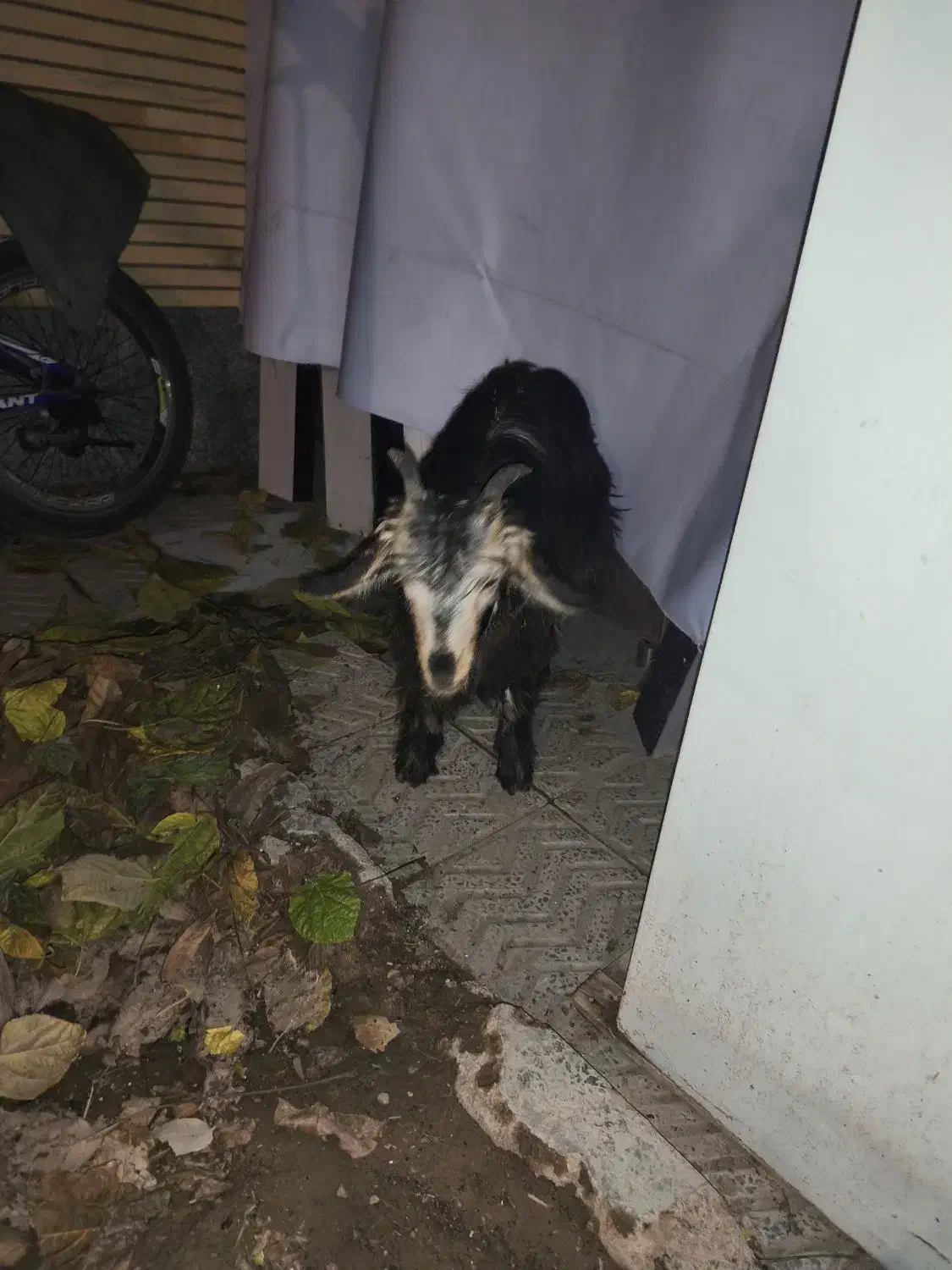 بز داشتی|حیوانات مزرعه|لردگان, |دیوار