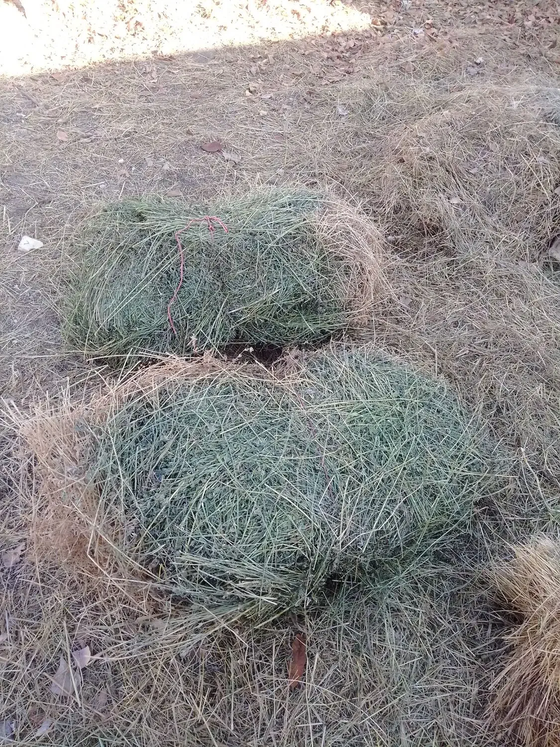 امیش یونجه|لوازم جانبی حیوانات|چالدران, |دیوار