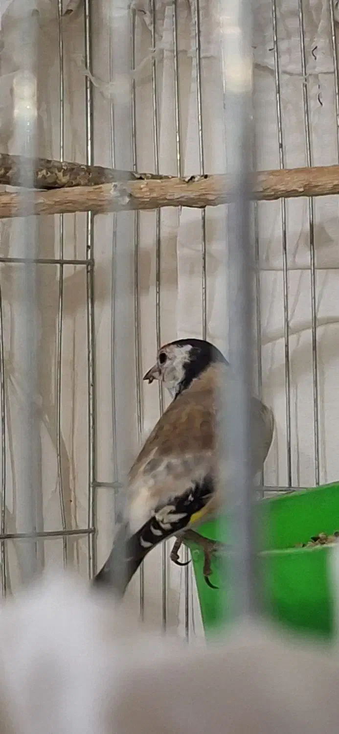 سهره نربستان آبادیقه سفیدنشون دارمعاوضه هم دارم|پرنده|کرج, کمالشهر|دیوار