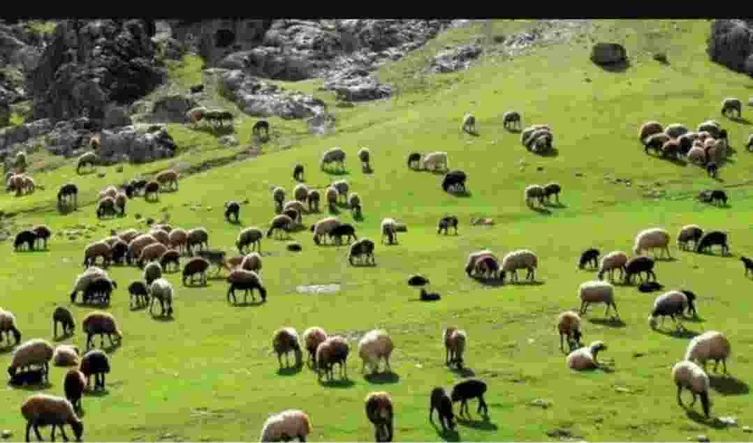 جذب سرمایه گذار|فعالیت داوطلبانه|تهران, ایرانشهر|دیوار