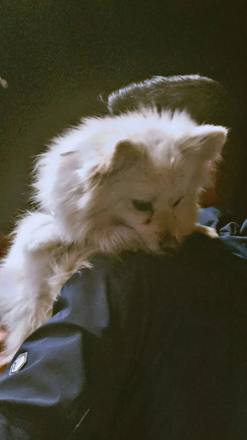 سگ پامریین|سگ|یزد, |دیوار