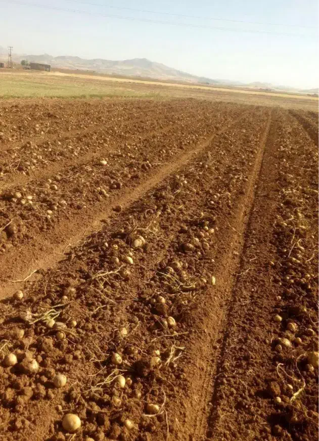 زمین با شرایط پرداخت ویژه|فروش زمین و ملک کلنگی|کاشان, شهرک امیرکبیر|دیوار