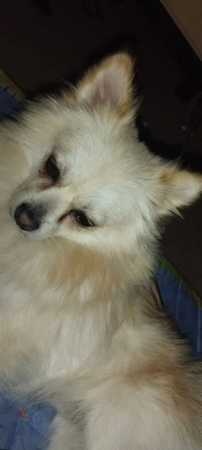 سگ دزدیده شده|حیوانات|اصفهان, مارچین|دیوار