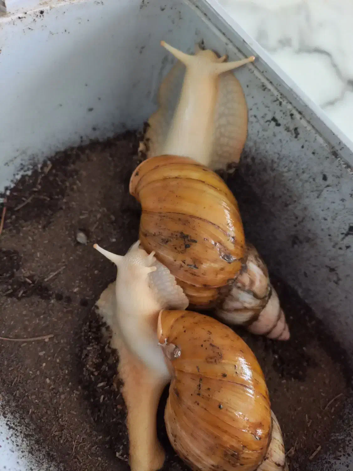 حلزون|خزنده|تهران, افسریه جنوبی|دیوار