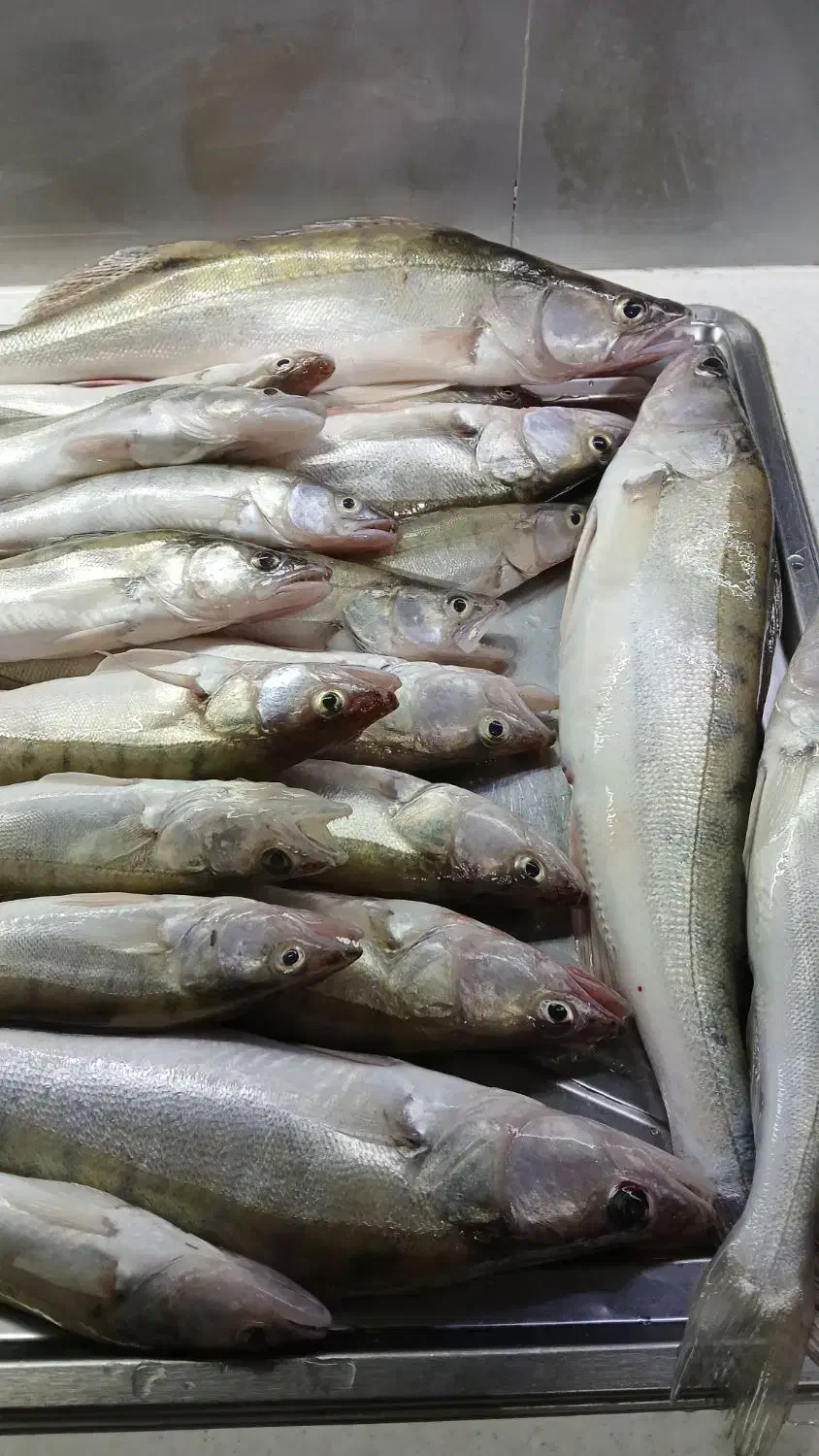 ماهی تازه تازه|ماهی|سراب, |دیوار