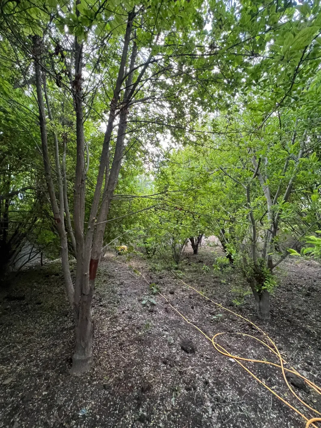 باغ مجوز دار با تمام مجوز رسمی از جهاد کشاورز|فروش خانه و ویلا|اصفهان, براآن شمالی|دیوار