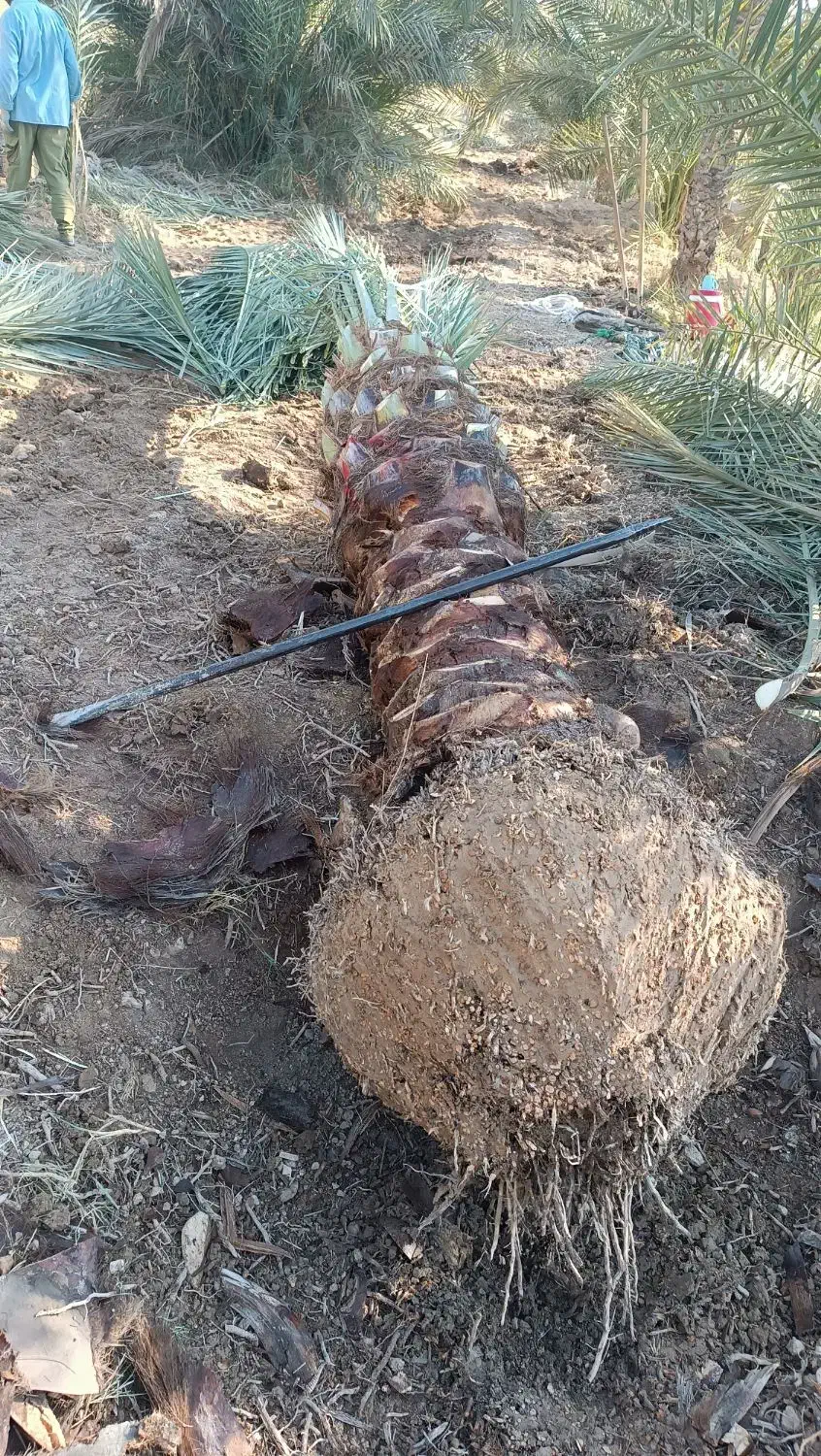 خرید فروش انواع نخل|خدمات باغبانی و درختکاری|شادگان, |دیوار