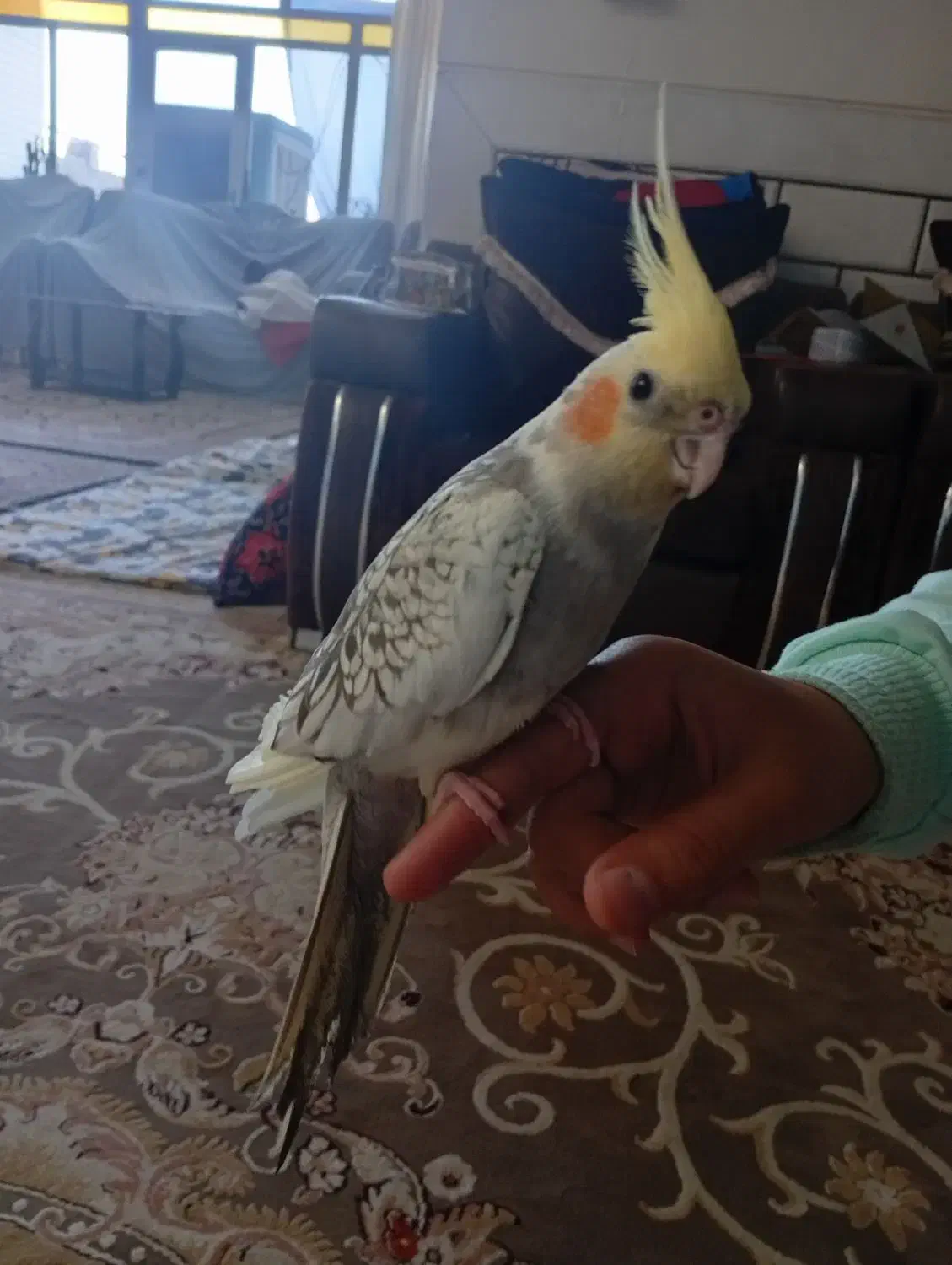 عروس هلندی نر|پرنده|مبارکه, |دیوار