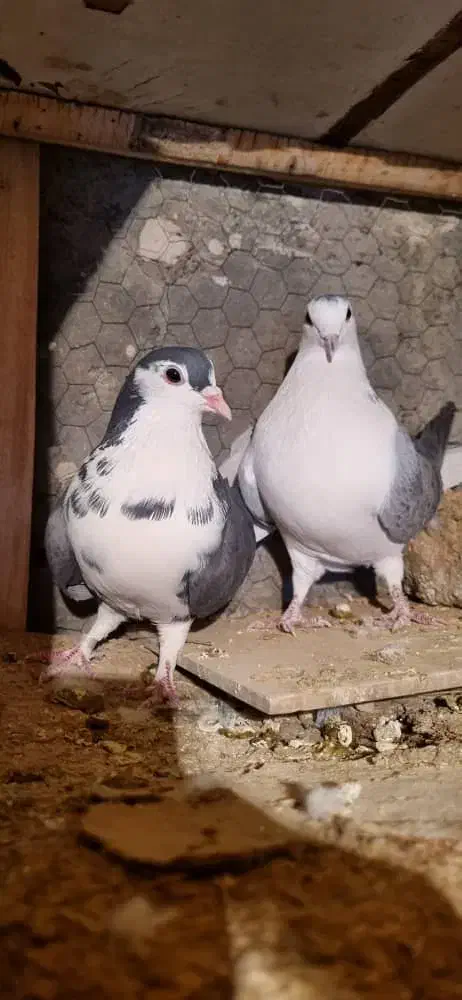 دمگیر قدیمی|پرنده|برخوار, |دیوار