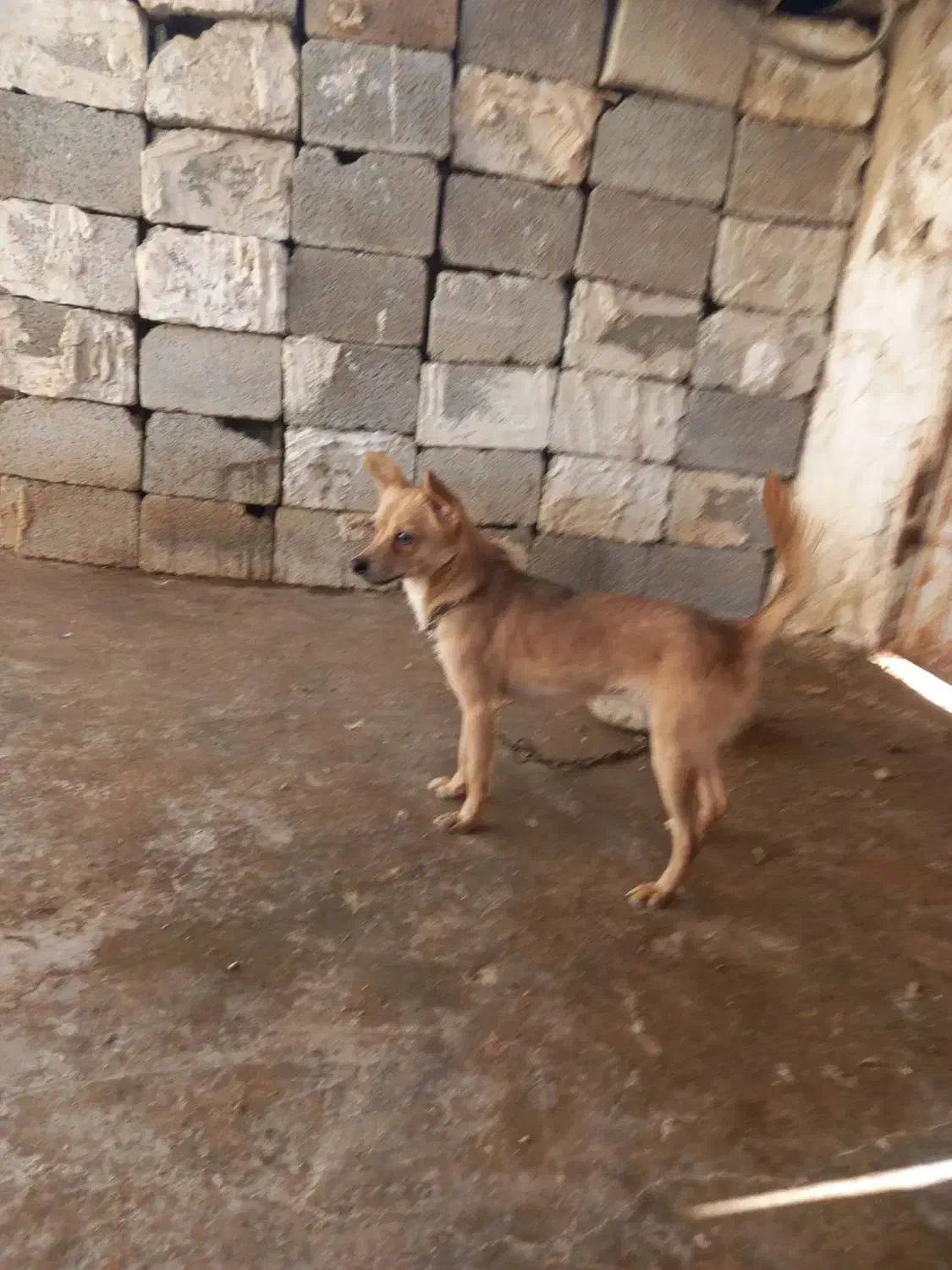 سگ ریز|سگ|برازجان, |دیوار