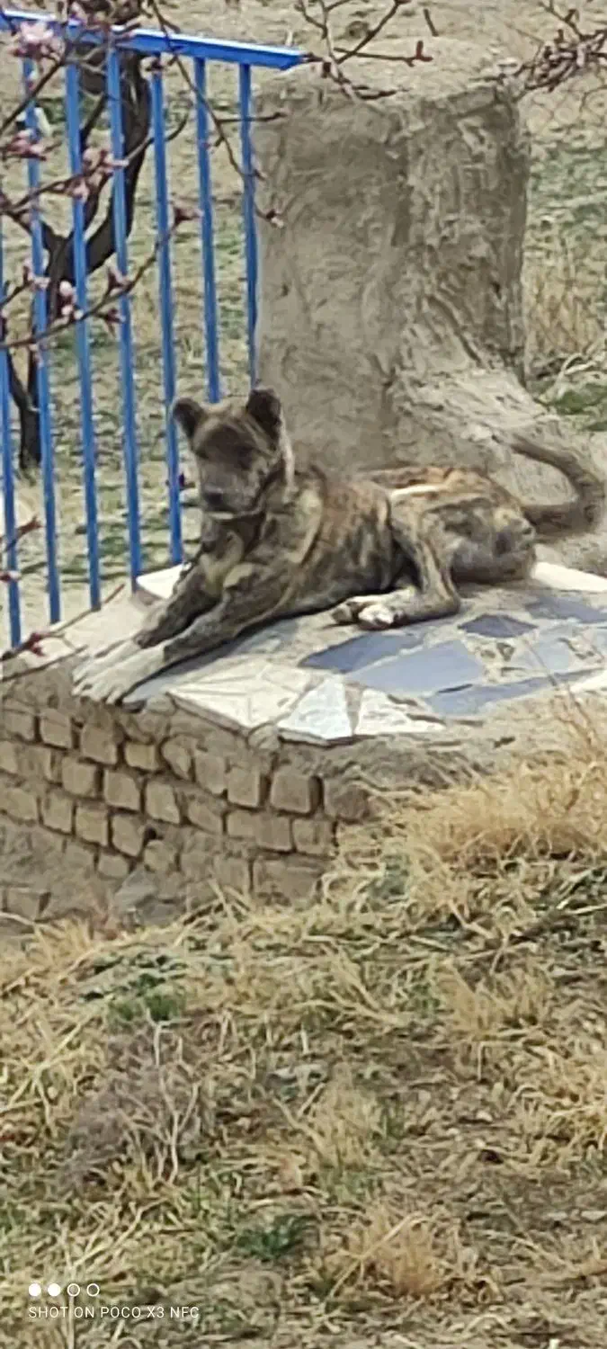 سگ..|سگ|ملایر, |دیوار