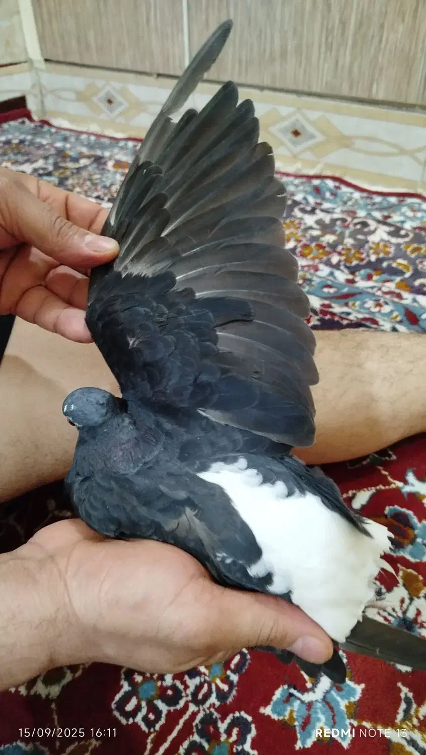 اشعل|پرنده|اهواز, الصافی|دیوار