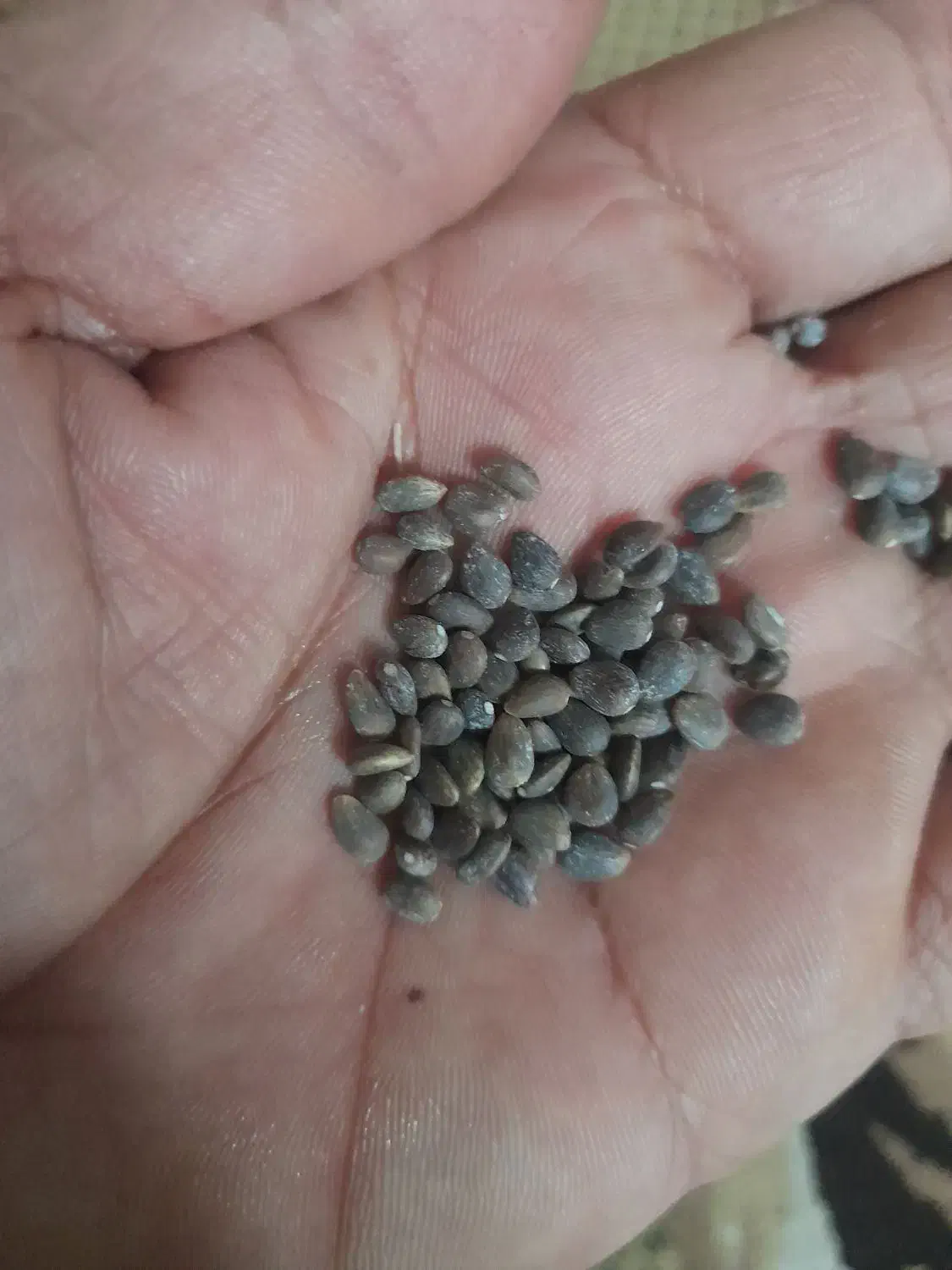 دانه خارمریم|خوردنی و آشامیدنی|ایوان, |دیوار