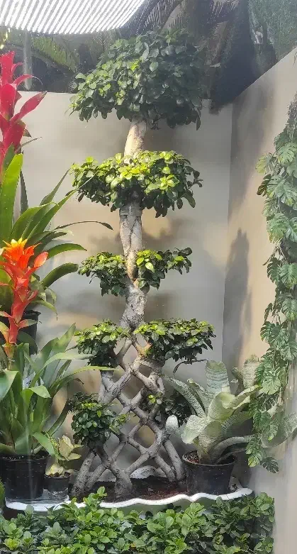 بنسای ، بونسای خاص|گل و گیاه طبیعی|فولادشهر, فولادشهر|دیوار