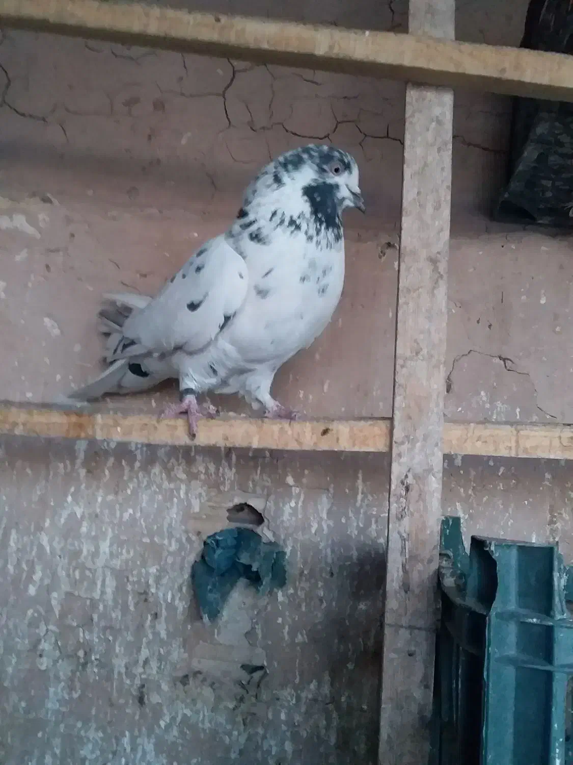 کبوتر|پرنده|قم, قلعه کامکار|دیوار