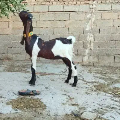 بز کاموری اصل چهار قلوزا|حیوانات مزرعه|اندیمشک, |دیوار