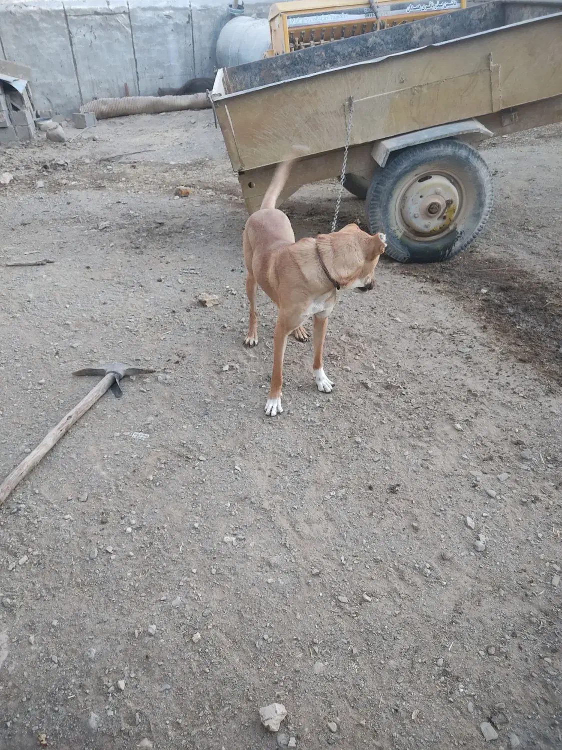 واگذاری سگ|سگ|رزن, |دیوار