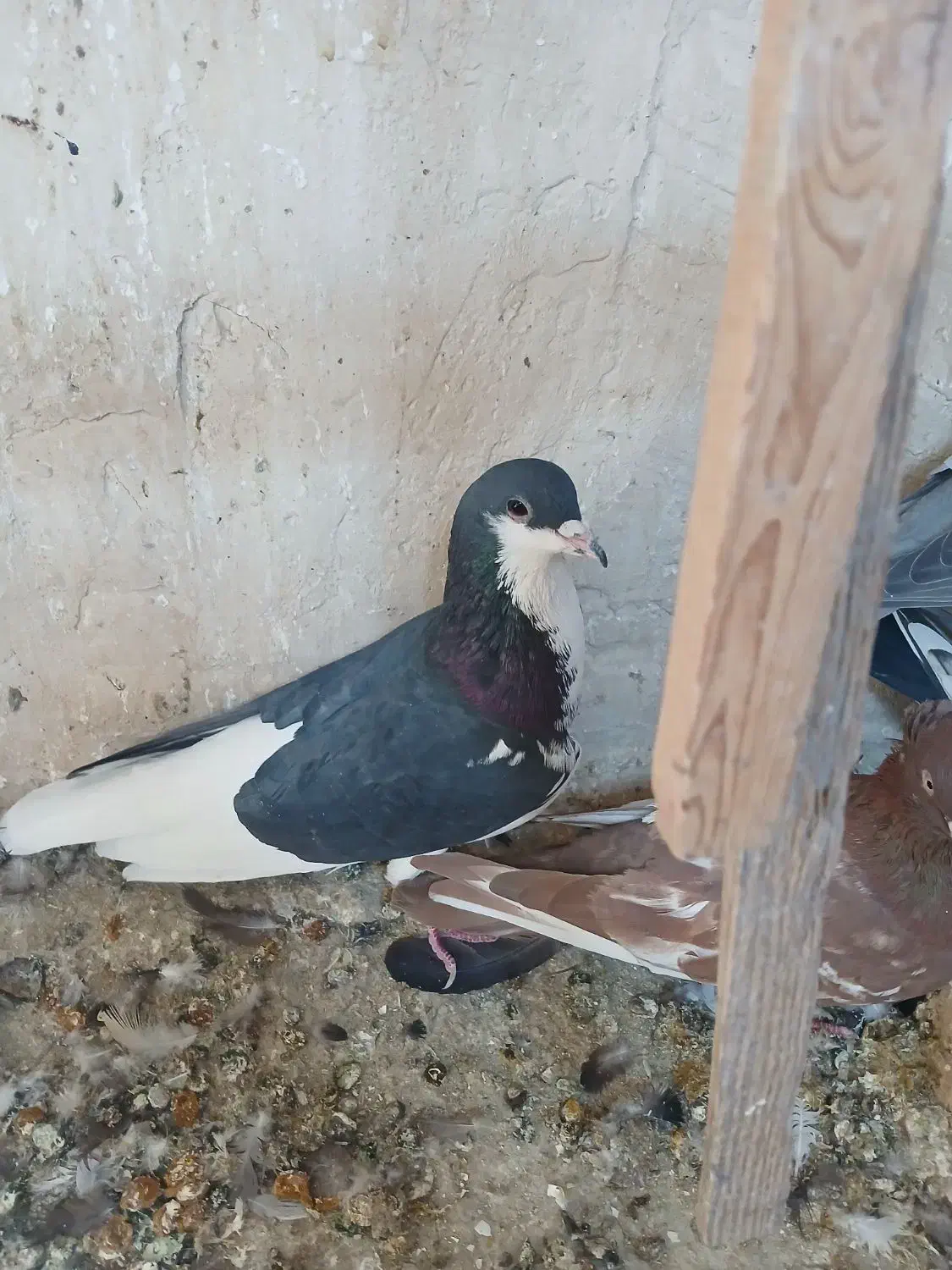 بهبهانی وشهری|پرنده|شیراز, شهرک کوشکک|دیوار