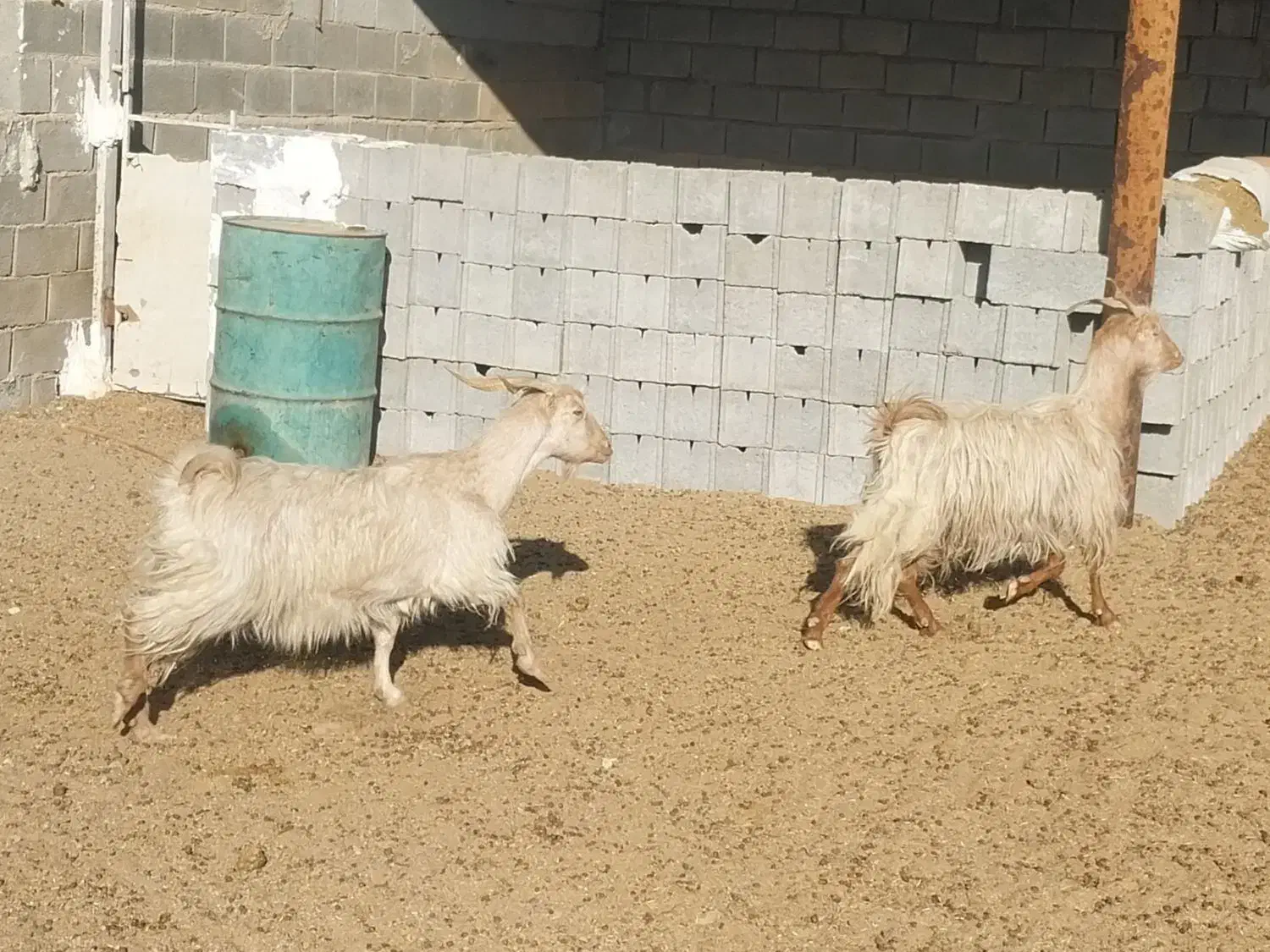 دوعدد بز جوان|حیوانات مزرعه|دهق, |دیوار