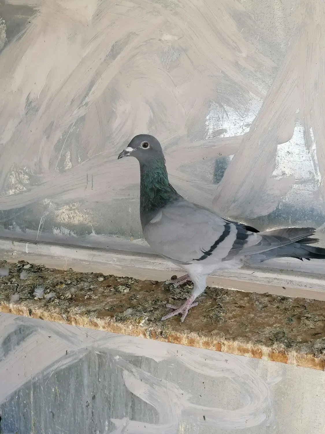 بار جدید اصل جنس|پرنده|کاخک, |دیوار