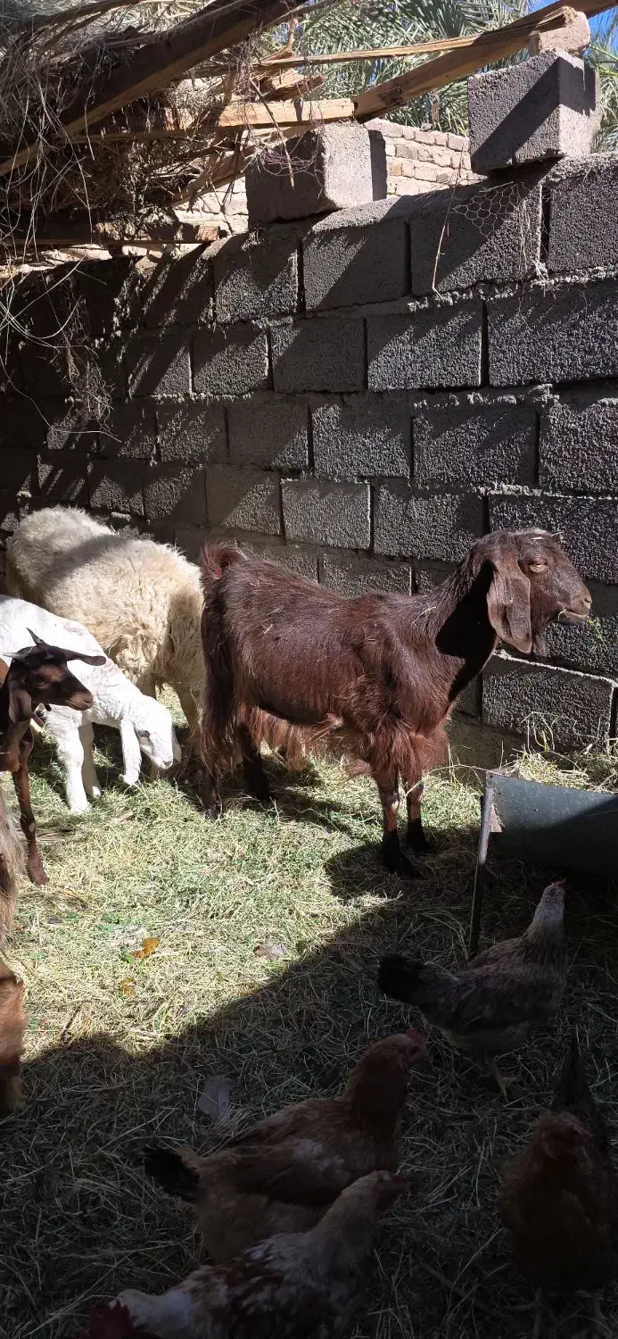 بز و میش|حیوانات مزرعه|بم, |دیوار